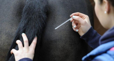 Normální teploty koní a léčba abnormalit